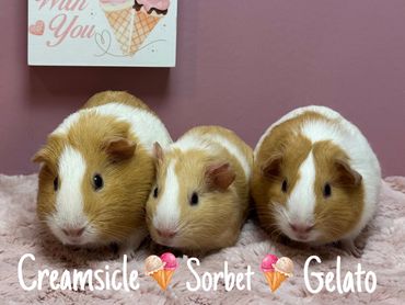 guinea pigs