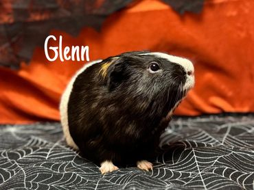 guinea pig