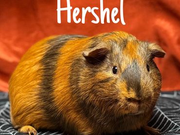 guinea pig