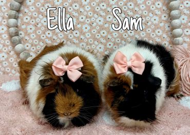 guinea pigs