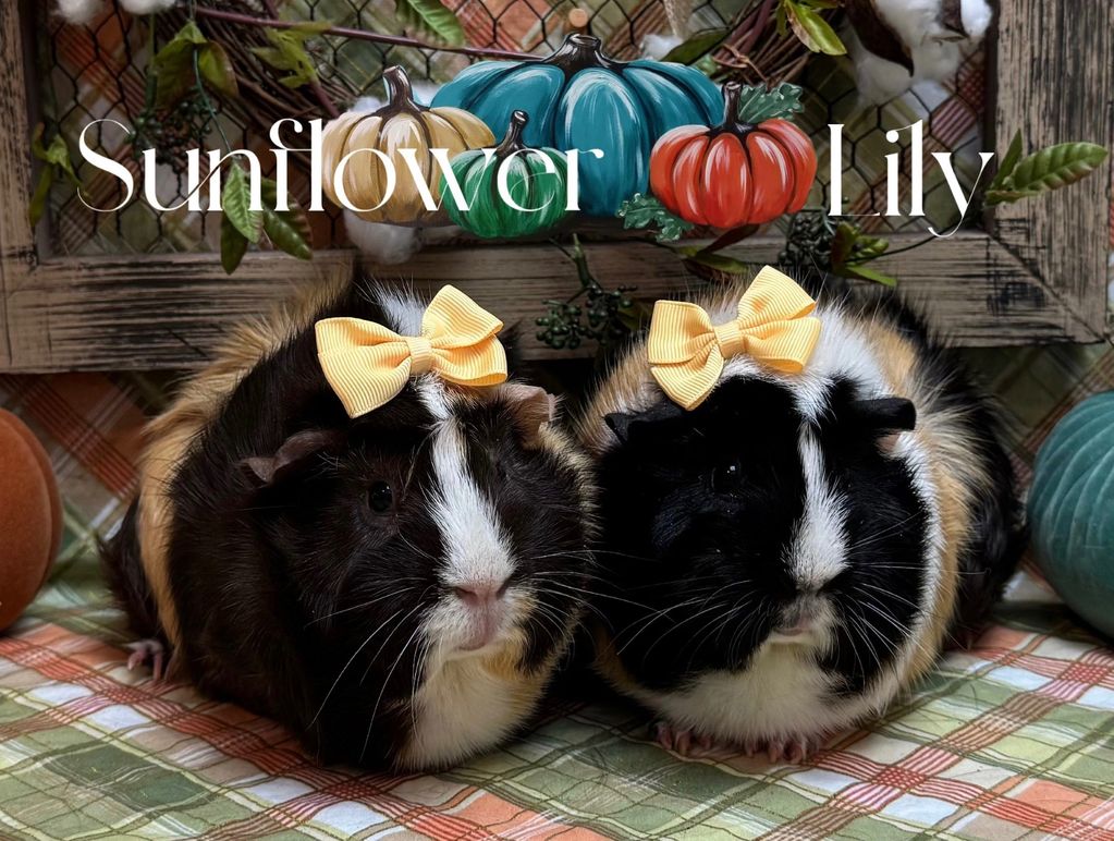 guinea pigs