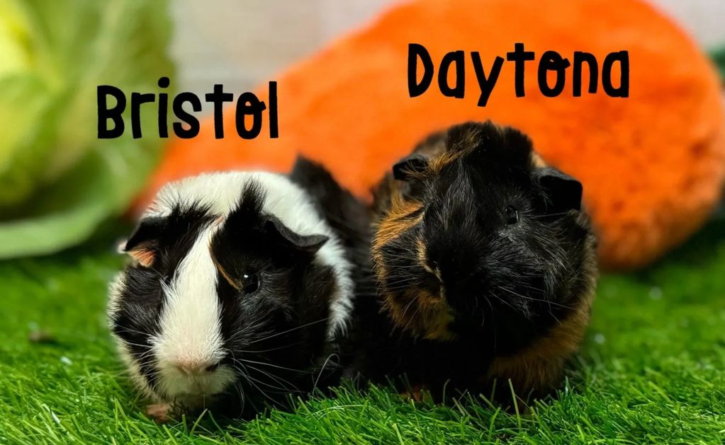 guinea pigs
