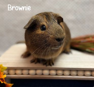 guinea pig