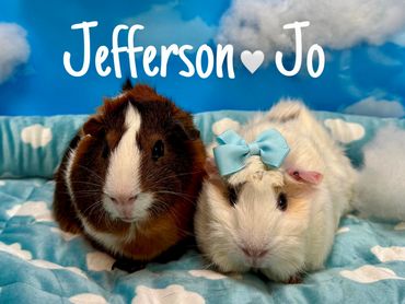 guinea pigs