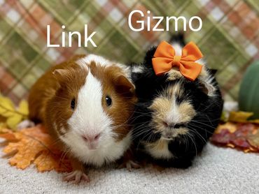 guinea pigs