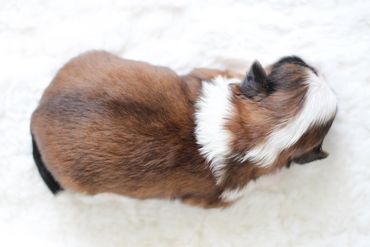 Shichon, shichon puppies, shichon puppies for sale, teddybear puppies, shichon breeder, cavapoo