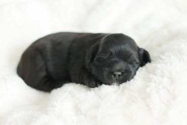 Shihpoo puppies for sale, Shihpoo puppies, teddy bear puppies, poodle mix, shihpoo breeder