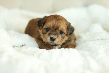 Shichon puppies, Shichon Puppies for Sale, Shichon Breeders, teddy bear puppies for Sale,cavachon