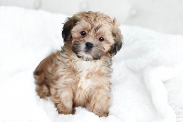 Shih Poo puppies, Shih Poo Puppies for Sale, Shih poo Breeder, Shih poo Breeders, teddy bear puppies