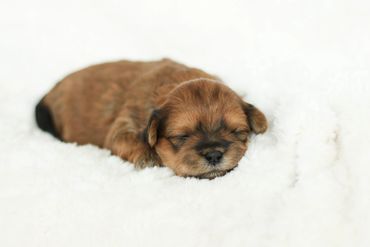 Shichon puppies, Shichon Puppies for Sale, Shichon Breeders, teddy bear puppies for Sale,cavachon