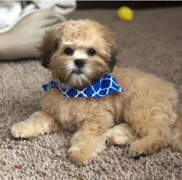 shihpoo puppies for sale, available shihpoos, shihpoos for sale, teddybear puppies for sale