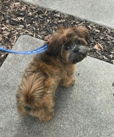 Shichon, shichon puppies, shichon puppies for sale, teddybear puppies, shichon breeder, poodle mix