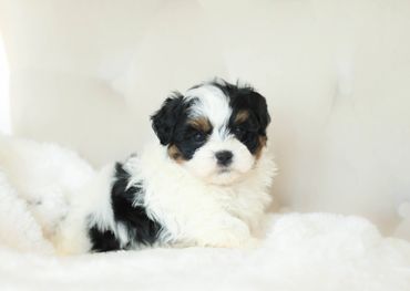 Shichon, shichon puppies, shichon puppies for sale, teddybear puppies, shichon breeder, cavachon