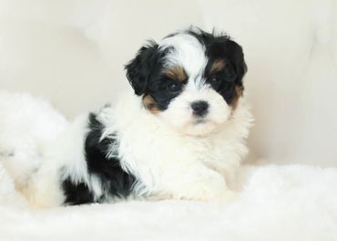 Teddybear Puppies, Shih poo puppies, shihtzu poo, Shihtzu mix, shichon puppy for sale, Shitzu poodle