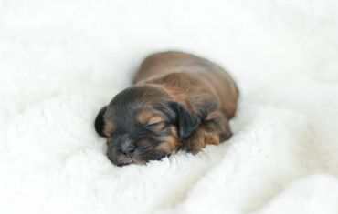 Shihpoo puppies for sale, Shihpoo puppies, teddybear puppies, poodle mix, shihpoo breeder