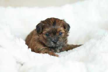 Shichon, shichon puppies, shichon puppies for sale, teddybear puppies, shichon breeder, poodle mix