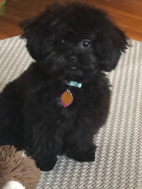 black shihpoo puppy, black puppy, black cavapoo, black cavachon, black shihpoo puppy,black teddybear