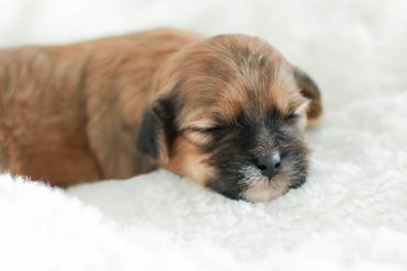 Shihpoo puppies for sale, Shihpoo puppies, teddy bear puppies, poodle mix, shihpoo