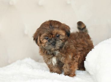 Shichon, shichon puppies, shichon puppies for sale, teddybear puppies, shichon breeder, poodle mix