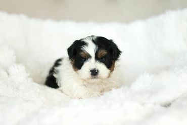 Shichon, shichon puppies, shichon puppies for sale, teddybear puppies, shichon breeder, cavachon