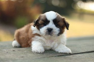 Shichon puppies, Shichon Puppies for Sale, Shichon Breeders, teddy bear puppies for Sale,cavachon