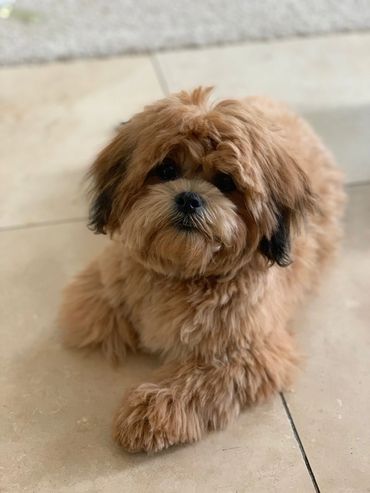 Shih tzu Bichon Mix, Shichon, Shichon full grown, breeder of teddy bear dogs, Teddy Bear puppies
