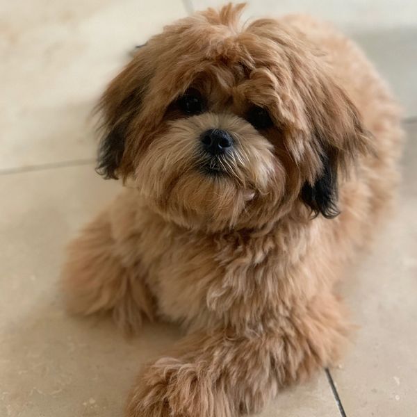 Teddy bear puppies, Shichon, Shichon puppies, Shichon puppies for sale, Shihtzu bichon mix, Zuchon