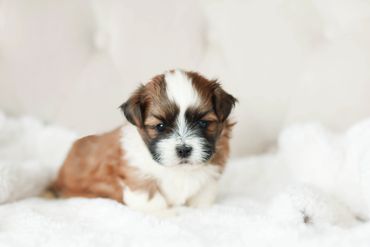 Shih tzu Bichon Mix, Shichon, Shichon Puppy, breeder of teddy bear dogs, Teddy Bear puppies, zuchon