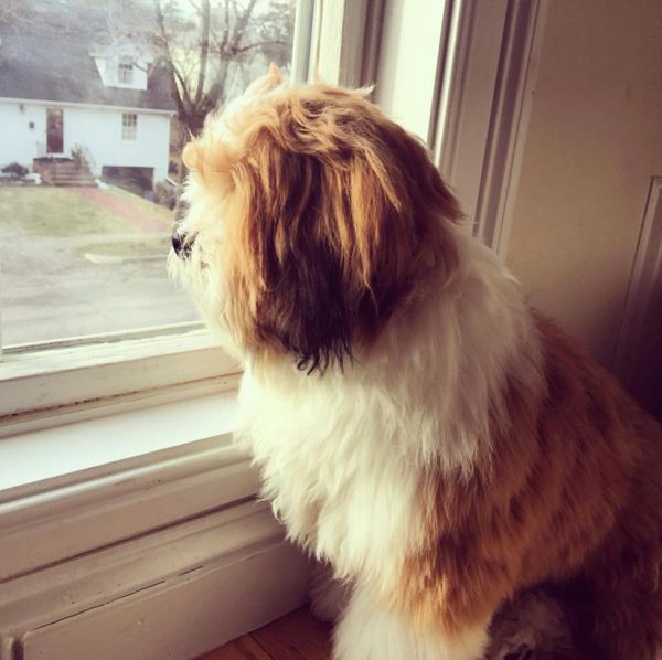 shichon puppy for sale, shihpoo puppy for sale, teddybear puppy for sale, cavalier puppy for sale