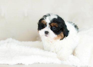 Shichon, shichon puppies, shichon puppies for sale, teddybear puppies, shichon breeder, cavachon