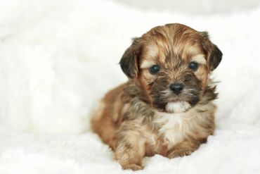 shihpoo puppies for sale, available shihpoos, shihpoos for sale, teddybear puppies for sale, poodle
