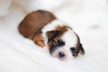 Shichon, shichon puppies, shichon puppies for sale, shihtzu mix, poodle, bichon, shichon breeder,