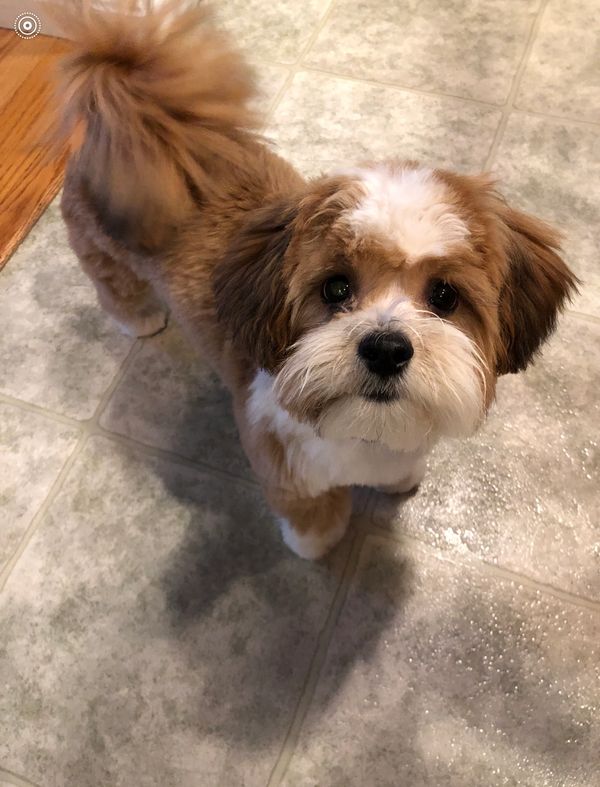 shichon puppy for sale, shihpoo puppy for sale, teddybear puppy for sale, cavalier puppy for sale