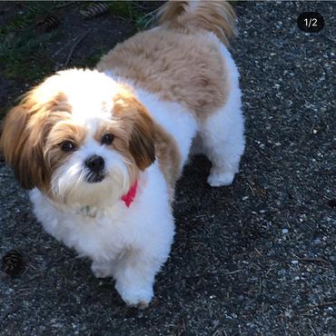Shih tzu Bichon Mix, Shichon, Shichon full grown, breeder of teddy bear dogs, Teddy Bear puppies