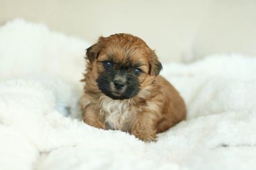 Shichon, shichon puppies, shichon puppies for sale, teddybear puppies, shichon breeder, cavachon