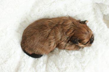 Shichon puppies, Shichon Puppies for Sale, Shichon Breeders, teddy bear puppies for Sale,cavachon