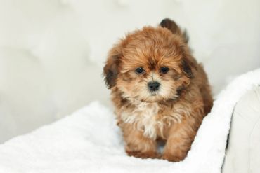 Shichon puppies, Shichon Puppies for Sale, Shichon Breeders, teddy bear puppies for Sale,cavachon