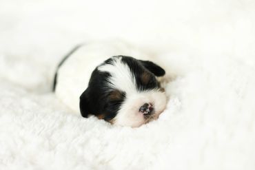 Shichon, shichon puppies, shichon puppies for sale, teddybear puppies, shichon breeder, cavachon