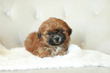 Shichon, shichon puppies, shichon puppies for sale, teddybear puppies, shichon breeder, cavapoo