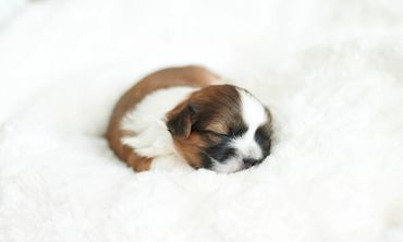 Shichon puppies, Shichon Puppies for Sale, Shichon Breeders, teddy bear puppies for Sale,cavachon