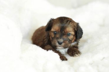 Shihpoo puppies for sale, Shihpoo puppies, teddy bear puppies, poodle mix, shihpoo breeder