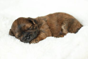 Shichon, shichon puppies, shichon puppies for sale, teddybear puppies, shichon breeder, poodle mix