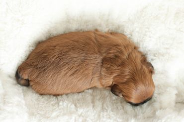 Shichon, shichon puppies, shichon puppies for sale, teddybear puppies, shichon breeder, cavachon