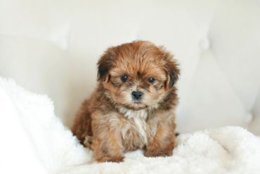 Shichon puppies, Shichon Puppies for Sale, Shichon Breeders, teddy bear puppies for Sale,cavachon