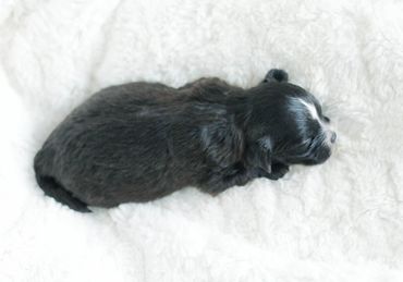 Shihpoo puppies for sale, Shihpoo puppies, teddy bear puppies, poodle mix, shihpoo breeder