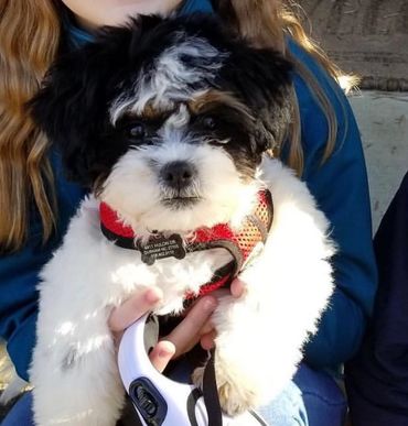 teddy bear puppies for sale, Shichon puppies, Shichon puppies for sale, Shichon, Shihtzu bichon mix