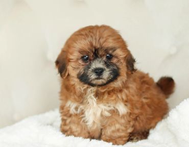 Shichon, shichon puppies, shichon puppies for sale, teddybear puppies, shichon breeder, cavapoo