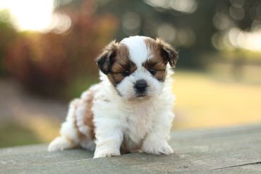 Shichon, shichon puppies, shichon puppies for sale, teddybear puppies, shichon breeder, cavapoo