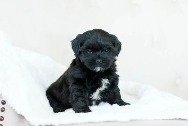 Shihpoo puppies for sale, Shihpoo puppies, teddy bear puppies, poodle mix, shihpoo breeder
