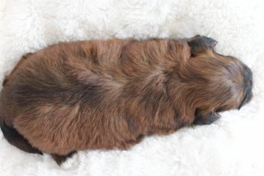 Shihpoo puppies for sale, Shihpoo puppies, teddy bear puppies, poodle mix, shihpoo breeder